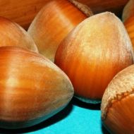 Саджанець Фундук Галле в контейнері